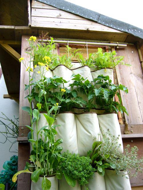 trồng rau sạch trên sân thượng nhà phố bằng túi treo tiết kiệm diện tích