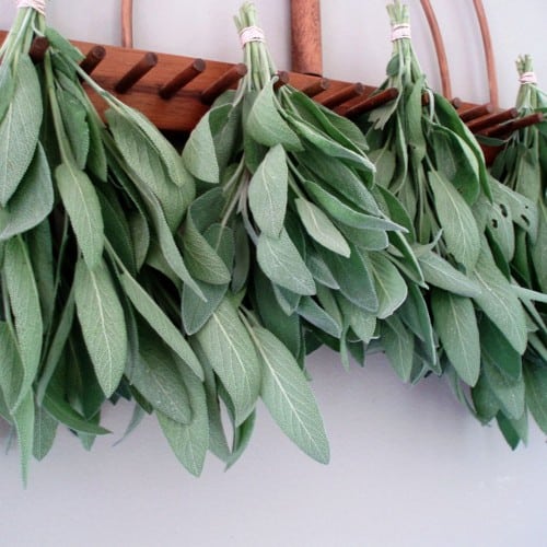 Cây trồng trong nhà đuổi muỗi Cây trồng trong nhà đuổi muỗi