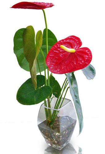 Cây trồng trong nhà theo phong thủy dễ trồng Cây trồng phong thủy cho 12 con giáp