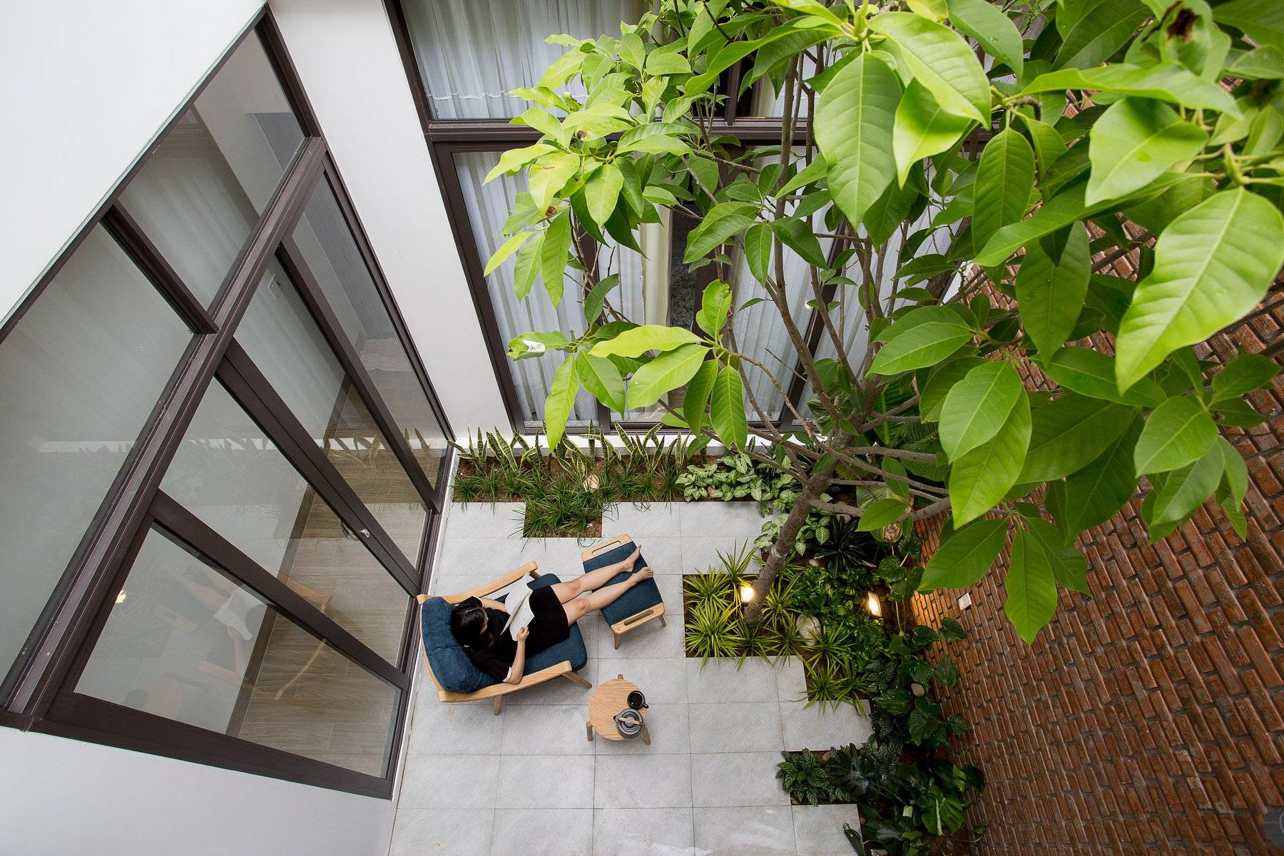 những loại cây thân gỗ trồng trong nhà cây ngọc lan trồng trong nhà