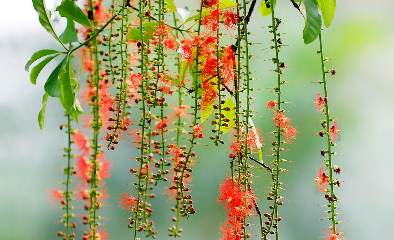 Hoa lộc vừng cây thân gỗ trong nhà