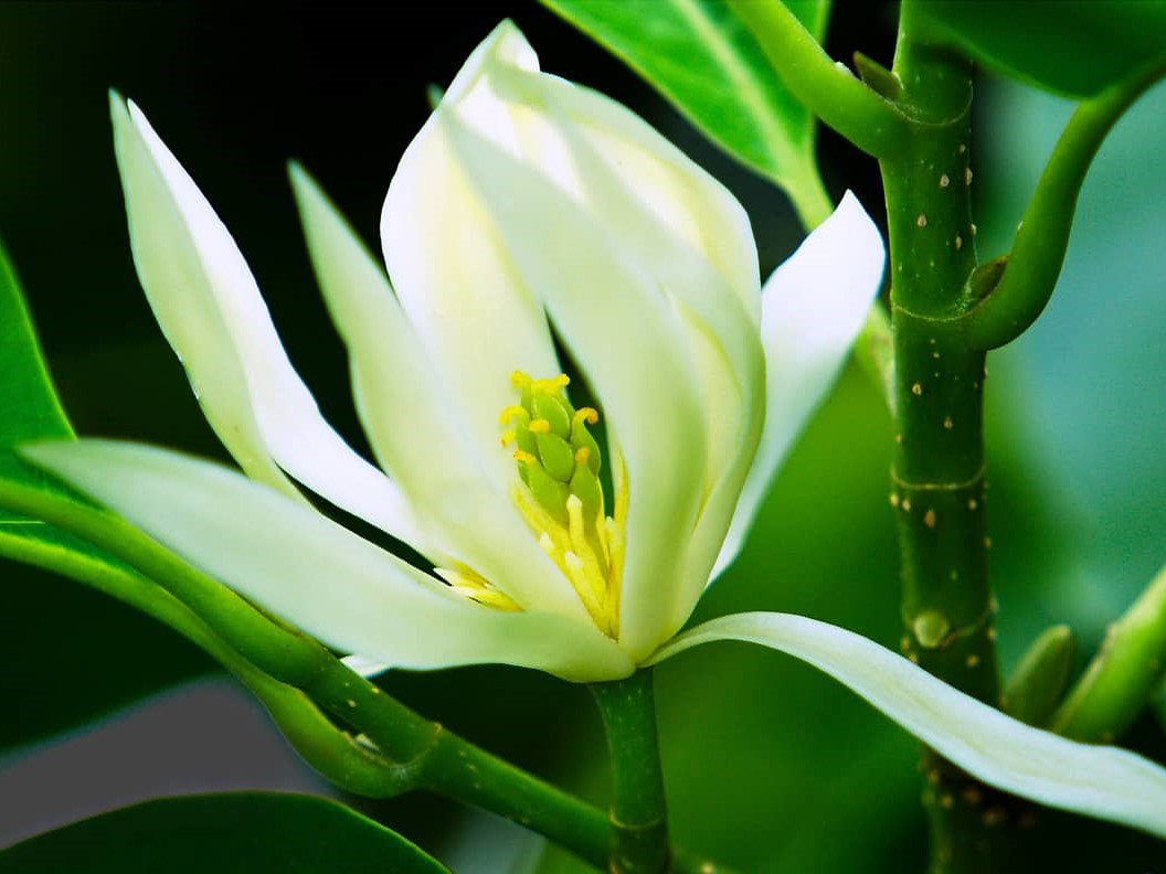 hoa ngọc lan trắng những loại cây thân gỗ trồng trong nhà