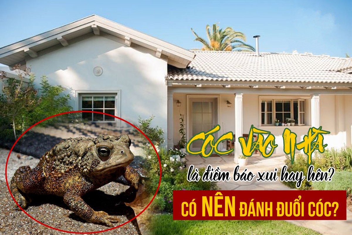 Cóc vào nhà là điềm gì, điều tốt hay xấu 