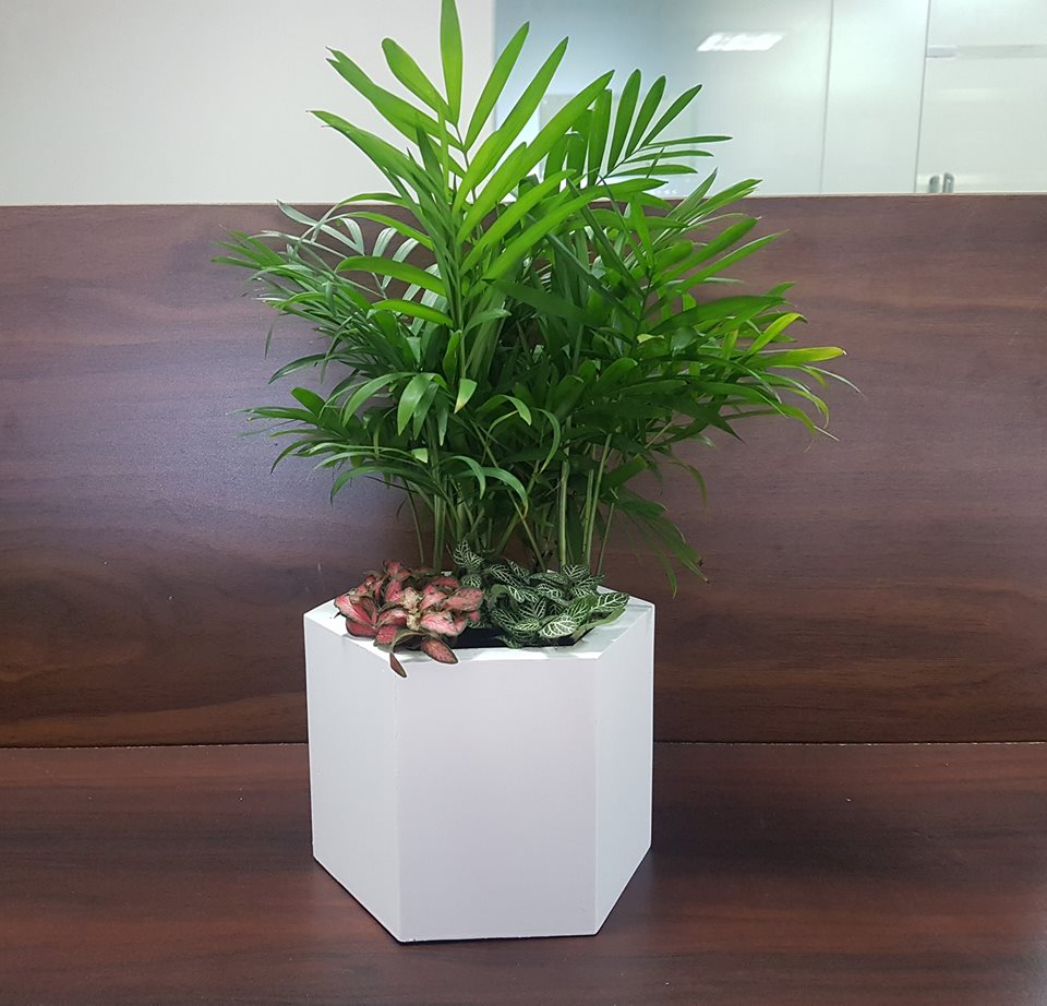 cây để phòng khách đẹp