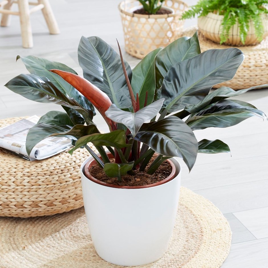 phòng khách để cây gì tốt và hợp phong thủy