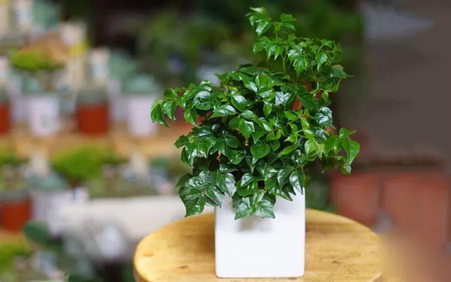 cây để phòng khách tốt