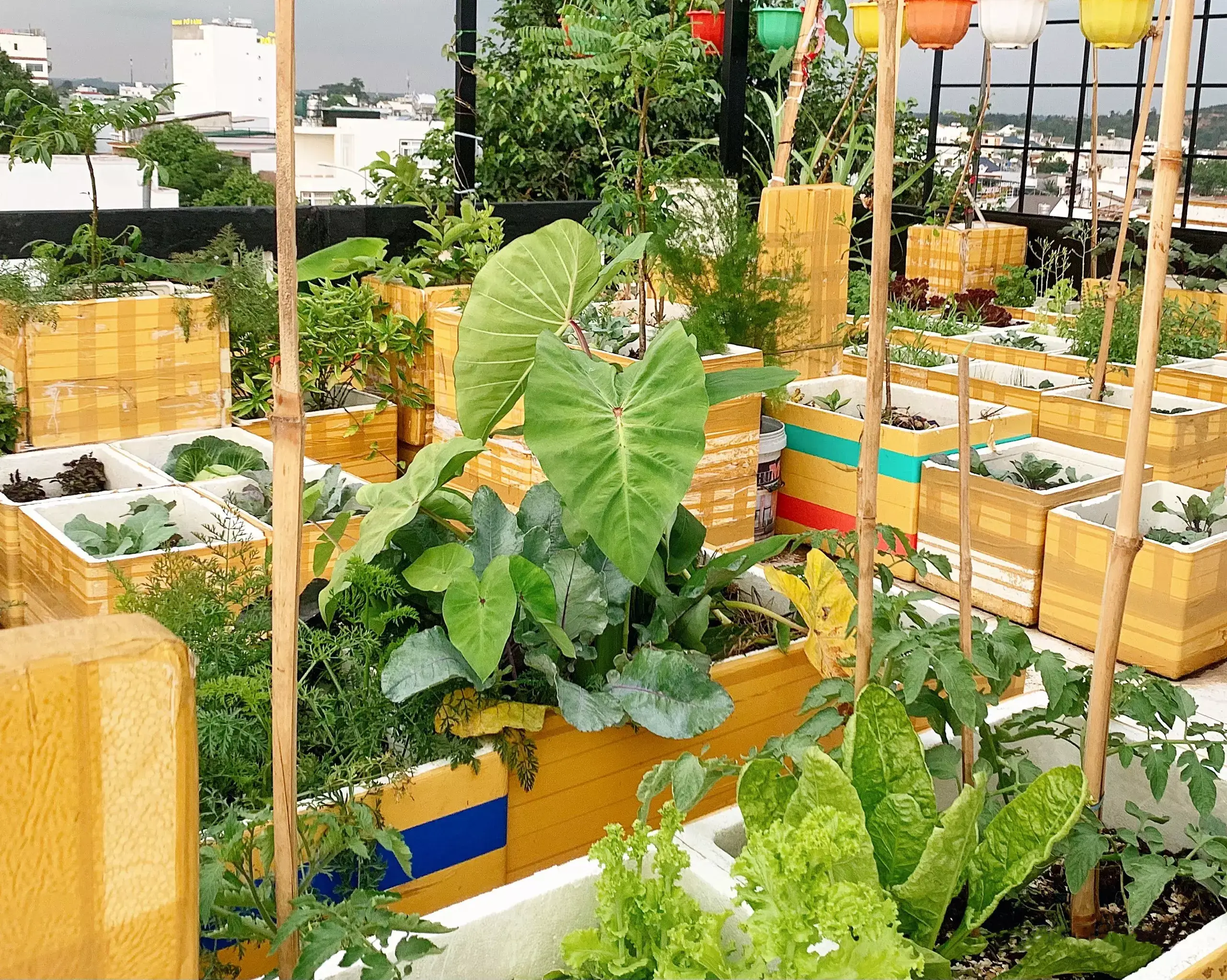 trồng rau đơn giản trên sân thượng