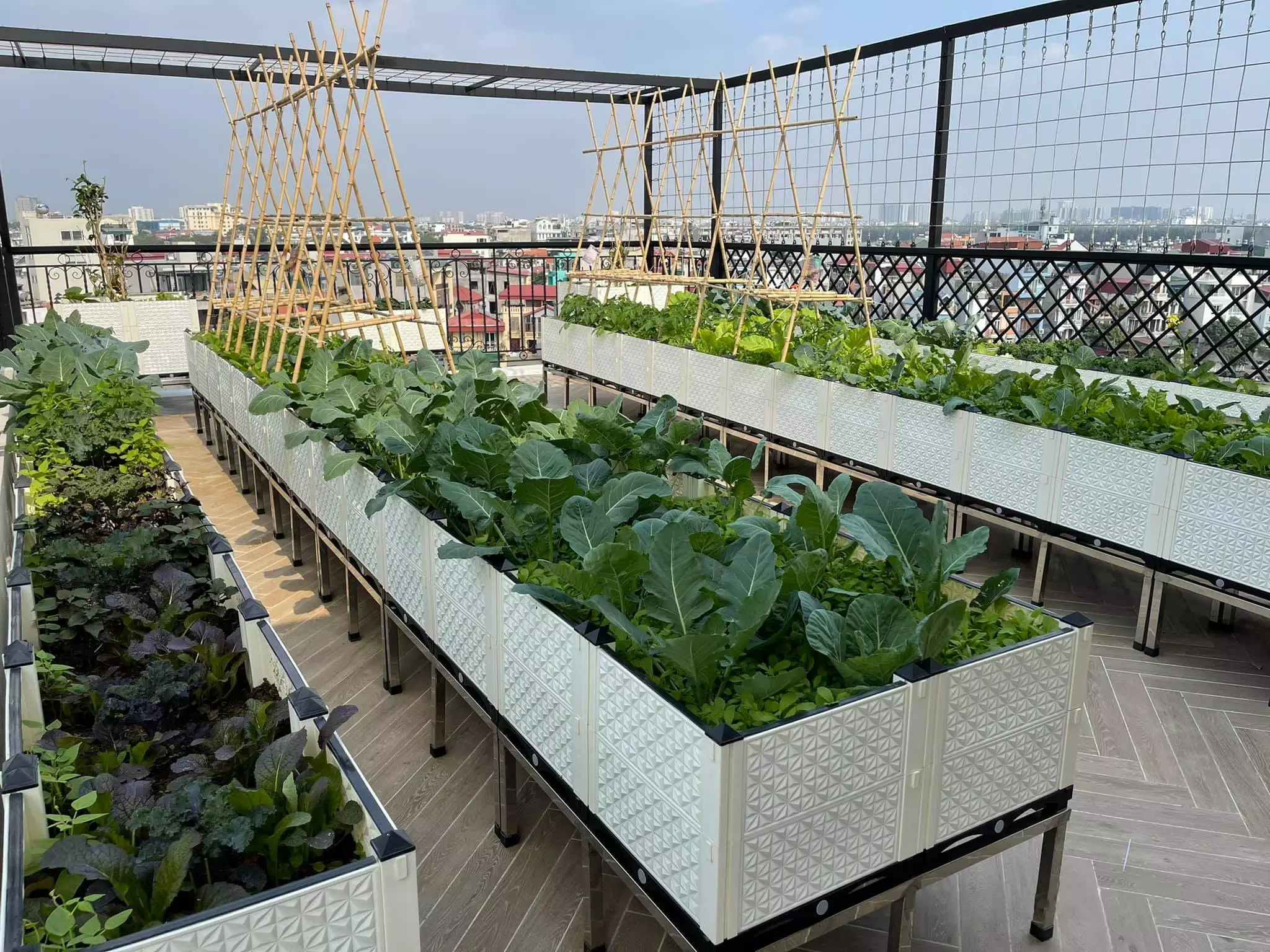 lưu ý khi trồng rau trên sân thượng