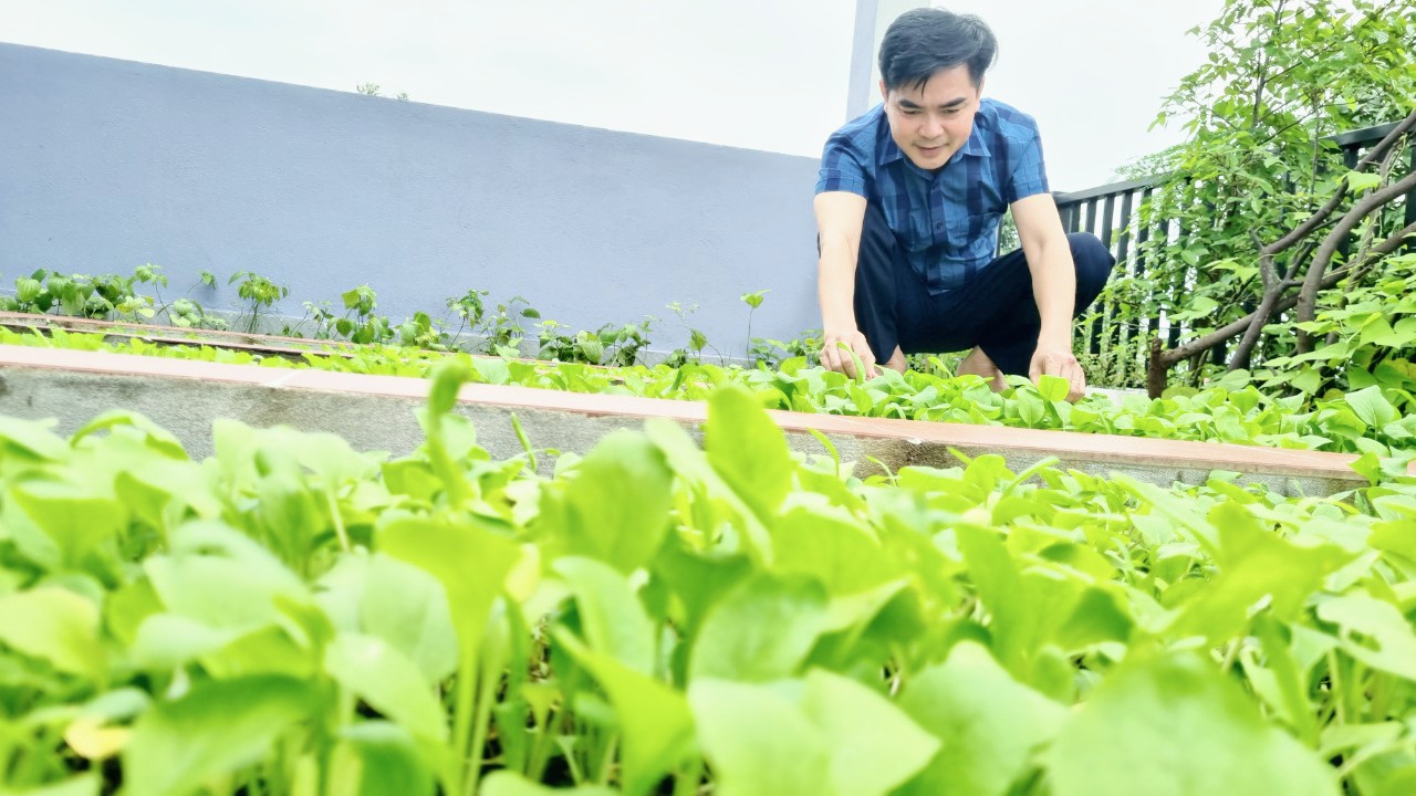 cách trồng rau trên sân thượng tốt