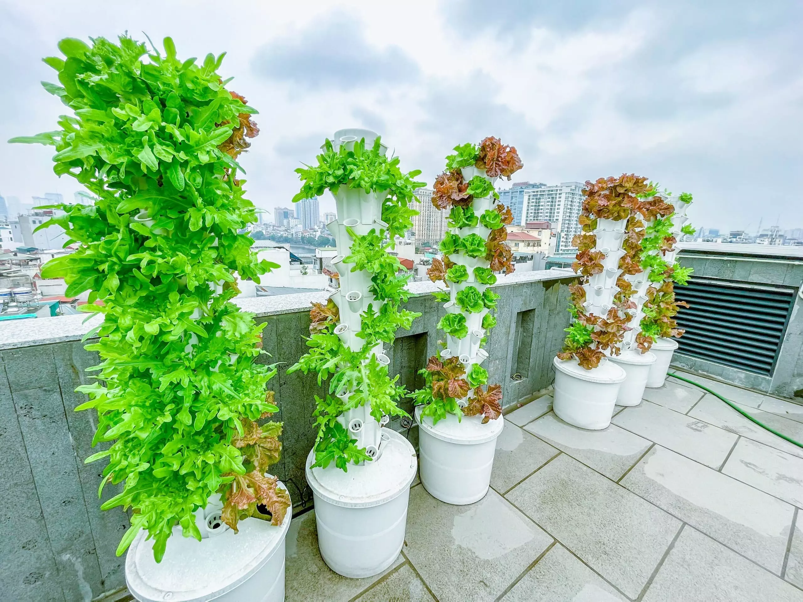 Mô hình trồng rau trên sân thượng bằng tháp thủy canh phổ biến