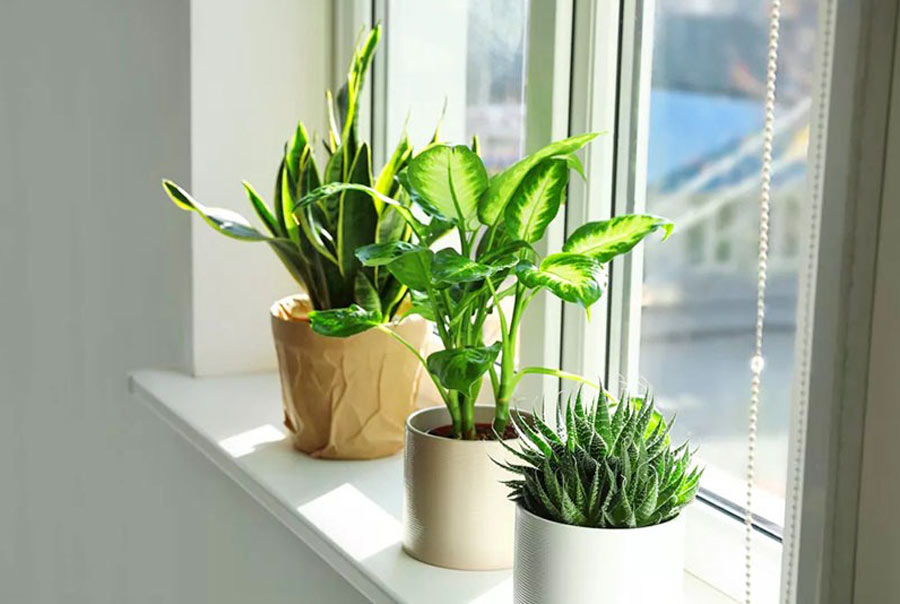 cách hóa giải pham thái tuế xây nhà